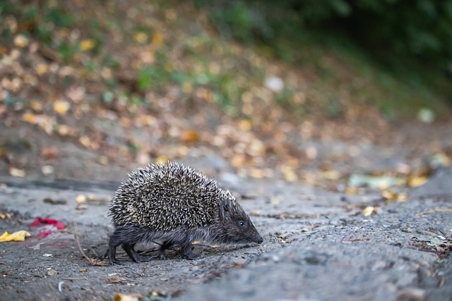 理层在赛季 理层在赛季